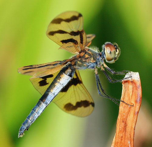 macro photography tips - full bodied dragonfly image