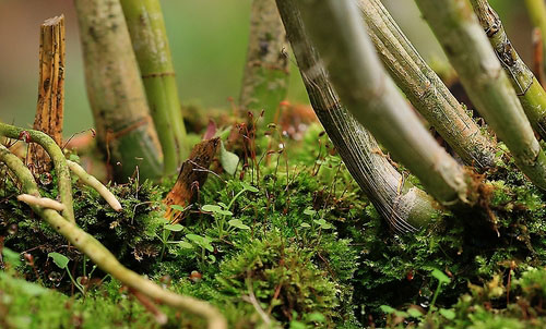 macro photograph tips - image of moss found at the bottom of a plant