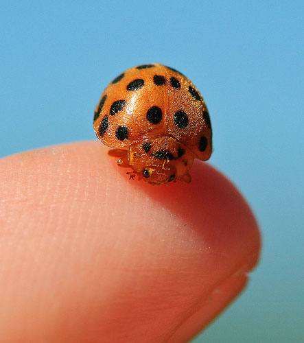 macro photography tips - ladybird photograph