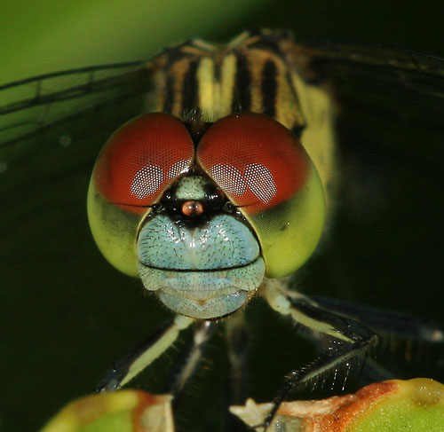 macro photograph tips - image of a dragonfly face