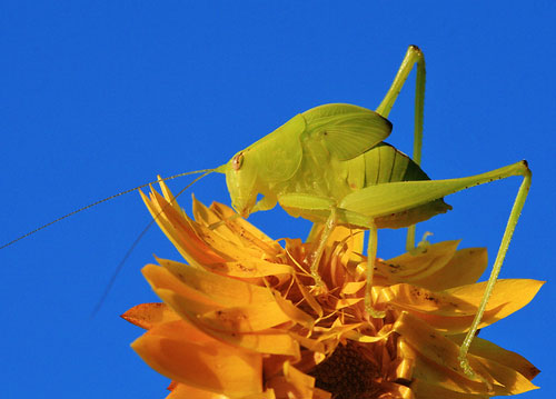 macro photography tips - image of a katydid